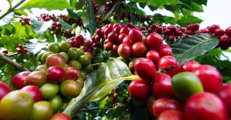 Fairview Coffee Farm Day Tour From Nairobi - Analyzing the Value