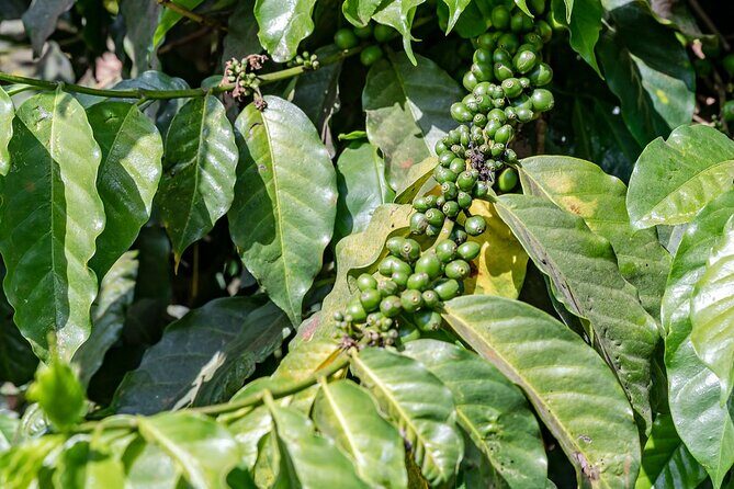 Fairview Estate Coffee Farm Tour With Pick up - Final Thoughts