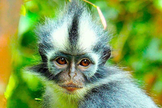 FAMILY JUNGLE TOUR: Orangutan Trek (4-hours hike) by EcoTravel Bukit Lawang - Why Choose This Tour?