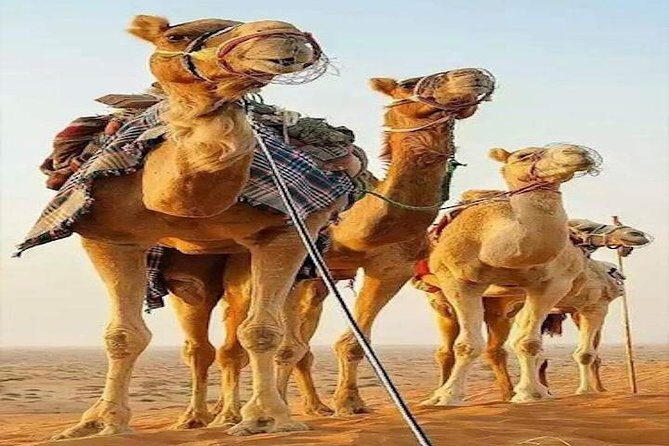 Fes to Marrakech 2 days Tour - Transportation and Comfort