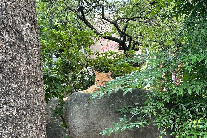 Finding Local Cats and Hidden Alleys of Nagasaki Walking Tour - Why the Cats and Alleys Make All the Difference