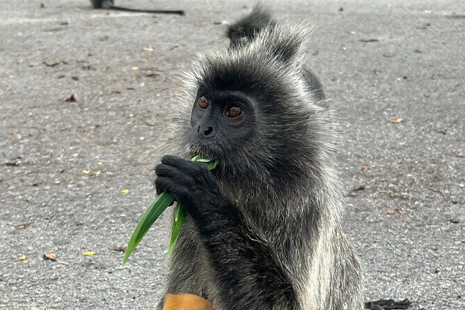Fireflies & Silver leaf monkey Gazing tour - Summing It Up: Who Should Consider This Tour?