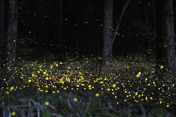 Fireflies Tour and Batu Cave Visit with Boat Ride and Seafood Dinner - Who Should Consider This Tour?