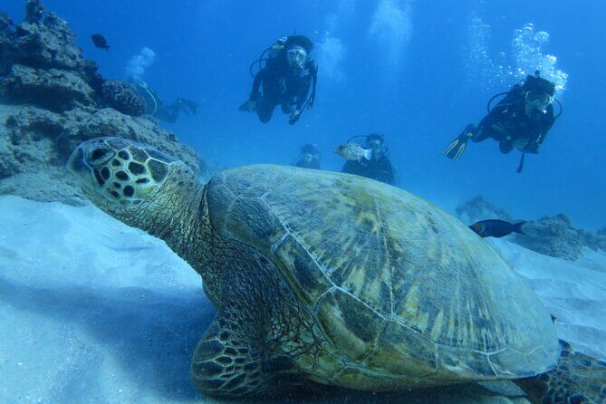 First Diving Experience Try Dive - Authentic Experiences From Travelers