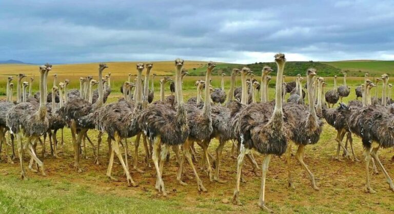 Flight Adventure from Zanzibar to Nyerere NP: 2 Days 1 Night - Who Should Consider This Tour?