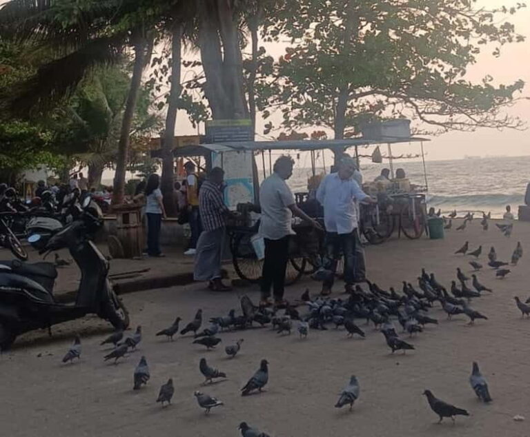 Fort Kochi: Tuk Tuk Kochi Tours Budget Friendly - FAQs