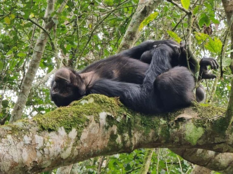 Fort Portal: Kibale Forest National Park Chimpanzee Trek - What’s Included and What’s Not
