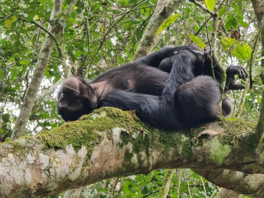Fort Portal: Kibale Forest National Park Chimpanzee Trek