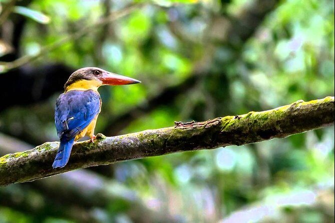 Fraser's Hill Bird-Watching & Nature Sightseeing Tour from Kuala Lumpur - The Practical Side: What’s Included & What’s Not