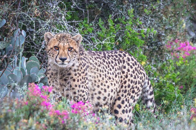Free Roaming Cheetah Experience - What Makes This Tour Stand Out?
