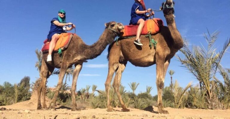 From Agadir: Camel Ride Tour with Hotel Pickup and Drop-Off - The Value in What’s Included