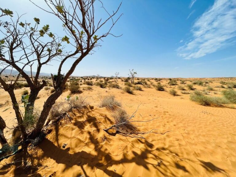 From Agadir: Jeep Desert Safari with Lunch and Camel Ride - Final Thoughts