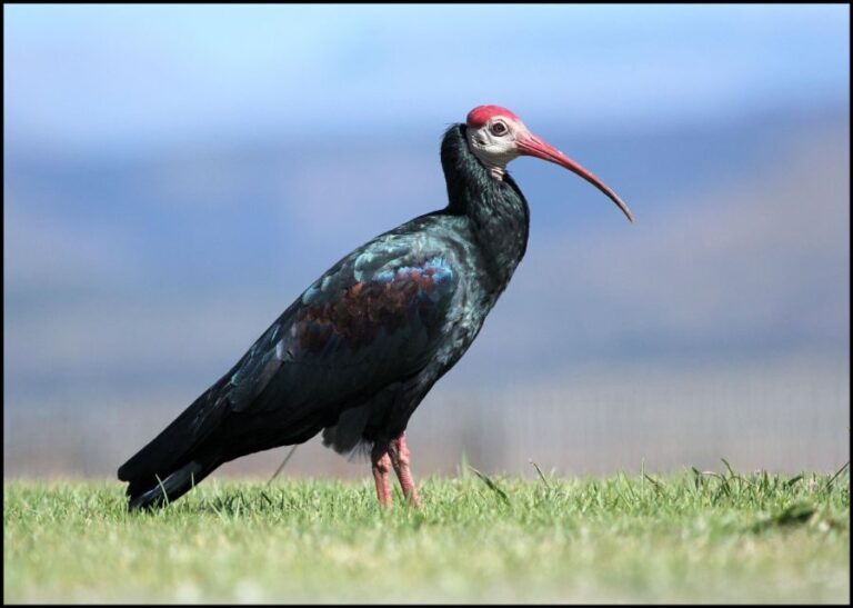 From Agadir: Souss Massa National Park Tour - Final Thoughts