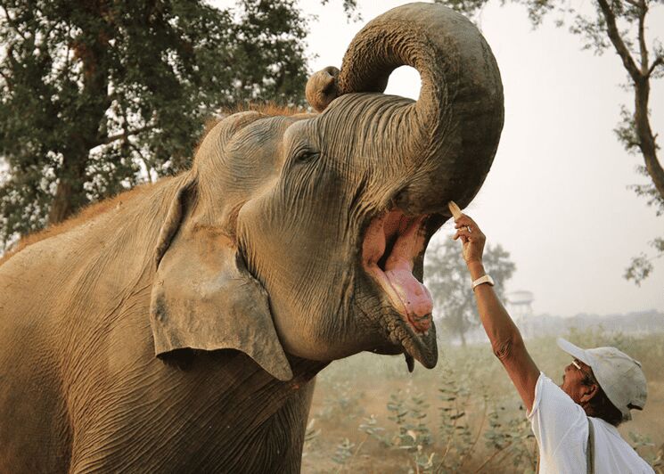 From Agra: Taj Mahal Tour w/ Elephant Conservation - The Value of This Tour