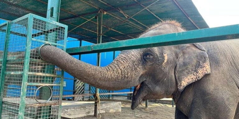 From Agra: Visit to Wildlife SOS Elephant Conservation Trip - Guided Tour of the Sanctuary and Elephant Encounters