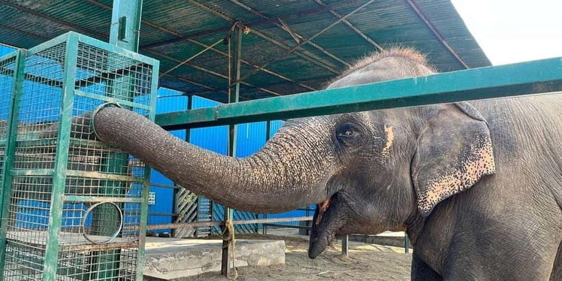 From Agra: Visit to Wildlife SOS Elephant Conservation Trip - Guided Tour of the Sanctuary and Elephant Encounters