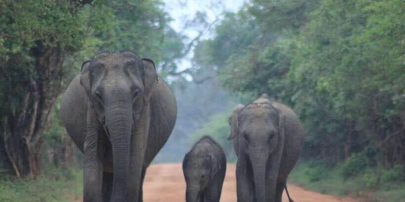 From: Ahungalla/Ambalangoda/Kosgoda/Balapitiya - YALA Safari - What’s Included and What To Expect