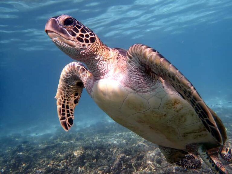 From Al-Seeb: Dimaniyat Islands Boat Trip with Snorkeling - What Makes This Tour Stand Out?