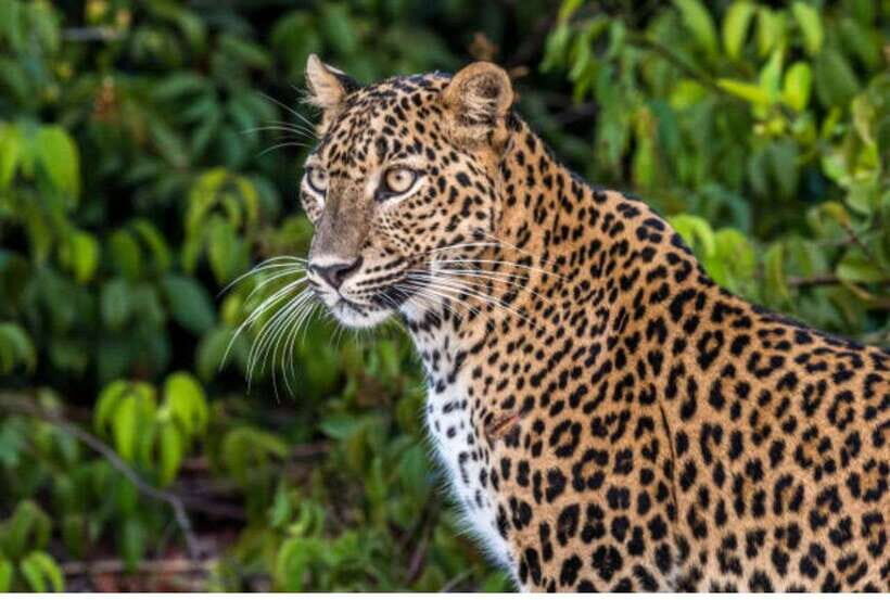 From Anuradhapura: All Inclusive Full Day Safari at Wilpattu - Introduction: What You Can Expect from This Wilpattu Safari