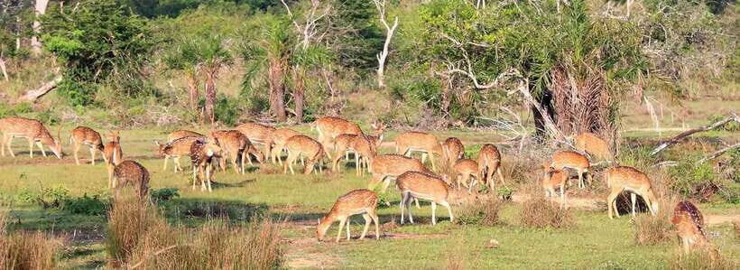 From Anuradhapura: Wilpattu National Park Half-Day Safari - The Value of a Half-Day Safari