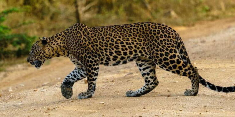 From Arugambay : Yala National Park Safari & Dropoff in Ella - The Itinerary in Detail