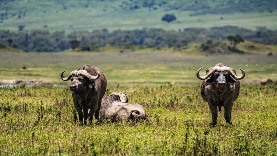 From Arusha: 11 days The Classics Northern Tanzania Safari - FAQ