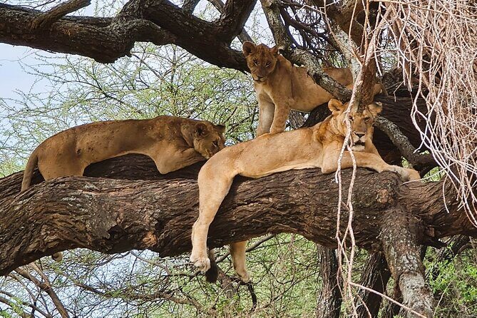 From Arusha: 11 days The Classics Northern Tanzania safari - An In-Depth Look at the Itinerary