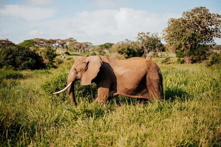 From Arusha: 12-Day Safari and Beach Luxury Tour - Analyzing the Value