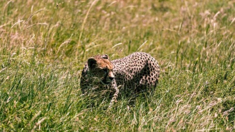 From Arusha: 3-Day Big Cats Safari Serengeti, Tarangire - Detailed Breakdown of the Itinerary