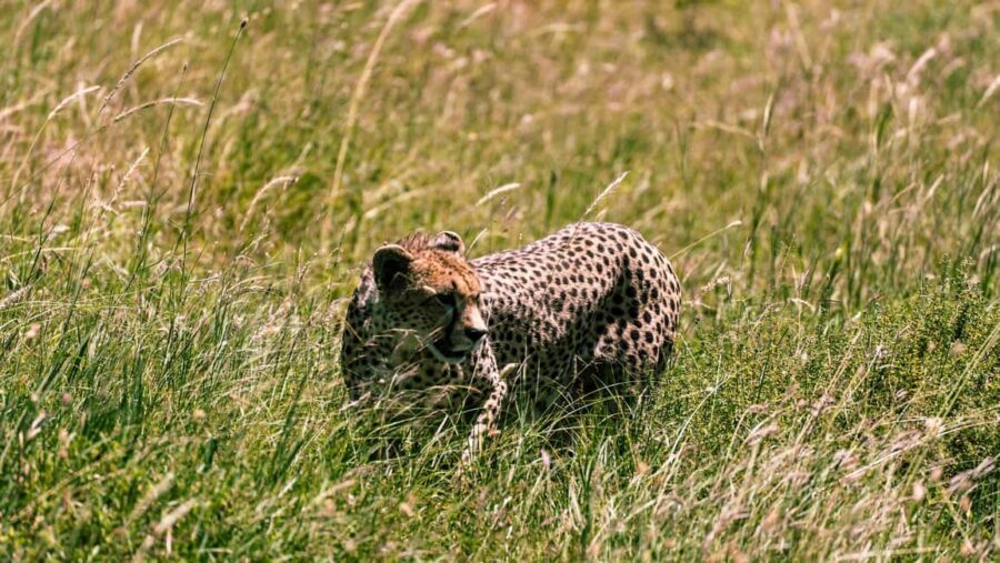 From Arusha: 3-Day Big Cats Safari Serengeti, Tarangire - Detailed Breakdown of the Itinerary