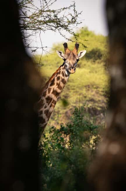 FROM ARUSHA: 3-DAY TANZANIA TASTE MIDRANGE SAFARI - Wildlife and Landscape: What You’ll See