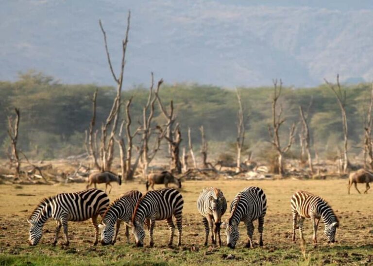 From Arusha: 3-Day Tarangire, Ngorongoro and Manyara Safari - The Experience and What It Means for You