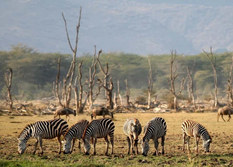 From Arusha: 3-Day Tarangire, Ngorongoro and Manyara Safari - The Experience and What It Means for You