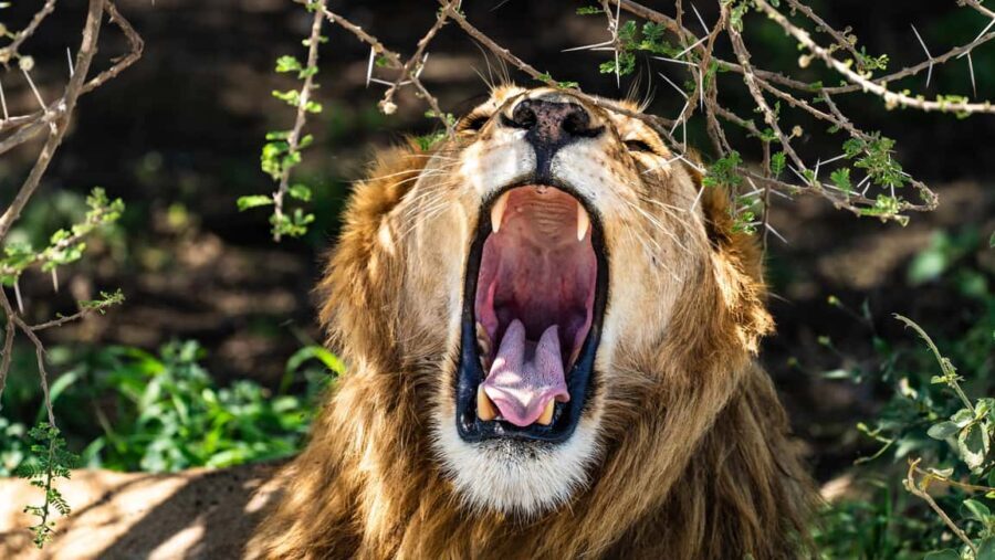 From Arusha: 3-Day Tarangire, Ngorongoro & Manyara Safari - What’s Included and What’s Not
