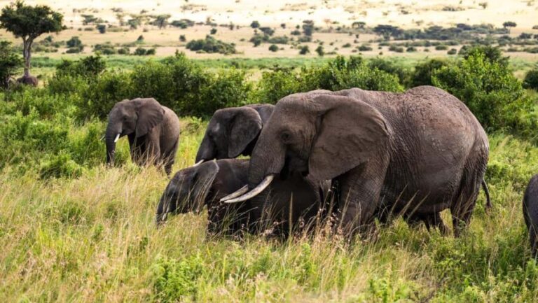 From Arusha: 4-Day Ngorongoro Safari, Lake Manyara & Maasai - Transport and Accommodation: Comfort Meets Authenticity