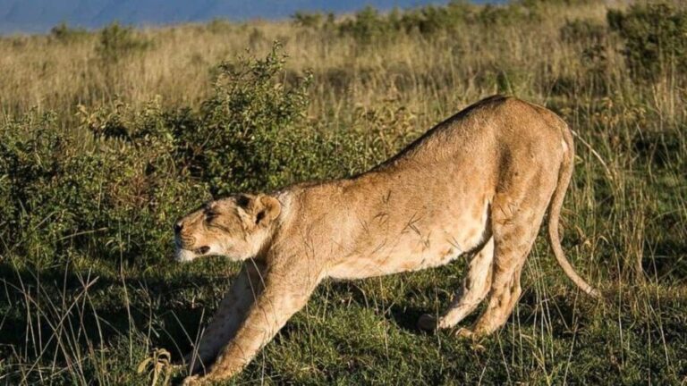 From Arusha: 4-Day Rift Valley Safari with Lodging - What’s Included and What to Consider