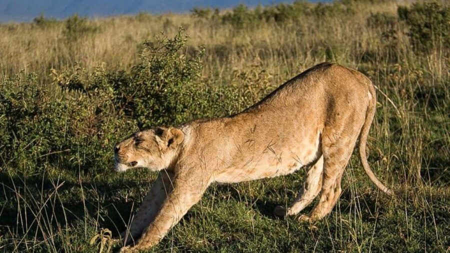 From Arusha: 4-Day Rift Valley Safari with Lodging - What’s Included and What to Consider
