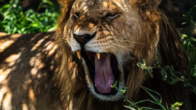 From Arusha: 5-Day Private Tarangire, Serengeti Safari Trip - The Experience of Staying in Remote lodges