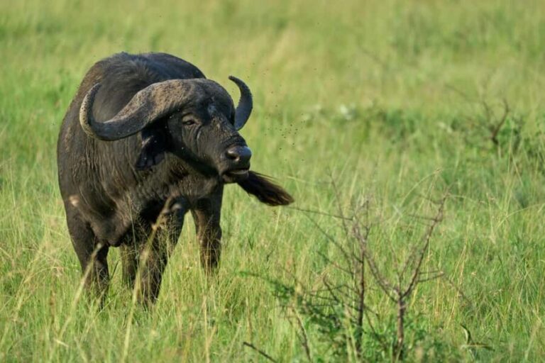 FROM ARUSHA: 5-DAY TANZANIA MAGIC MIDRANGE SAFARI - Analyzing the Value