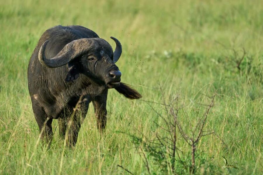 FROM ARUSHA: 5-DAY TANZANIA MAGIC MIDRANGE SAFARI