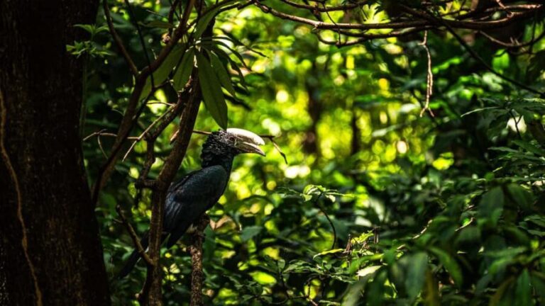 From Arusha: 6 Day Safari Ngorongoro Adventure and Serengeti - An In-Depth Look at the 6-Day Itinerary
