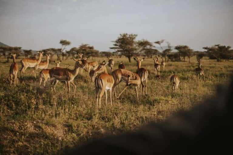 From Arusha: 6-Day Tanzania Magic Safari - Day 2: Lake Manyara – Flamingos, Tree-Climbing Lions, and Local Culture