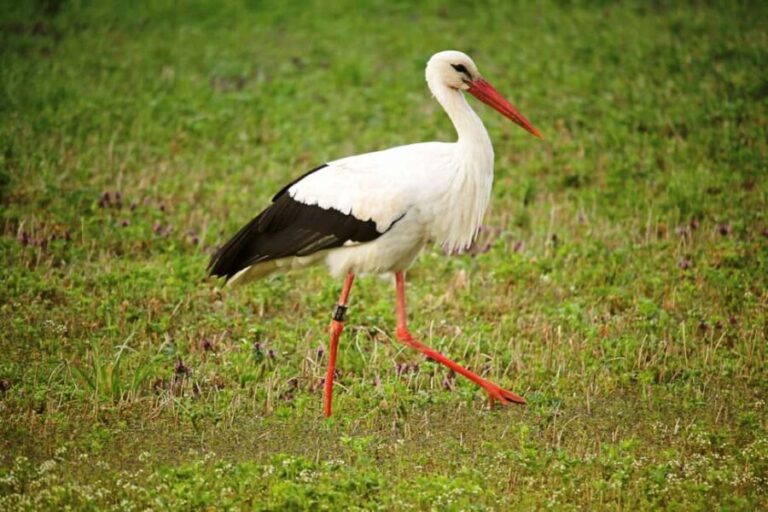 From Arusha: 7-Day Northern Tanzania Safari - Itinerary Breakdown