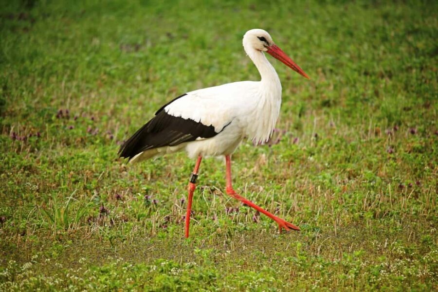 From Arusha: 7-Day Northern Tanzania Safari - Itinerary Breakdown