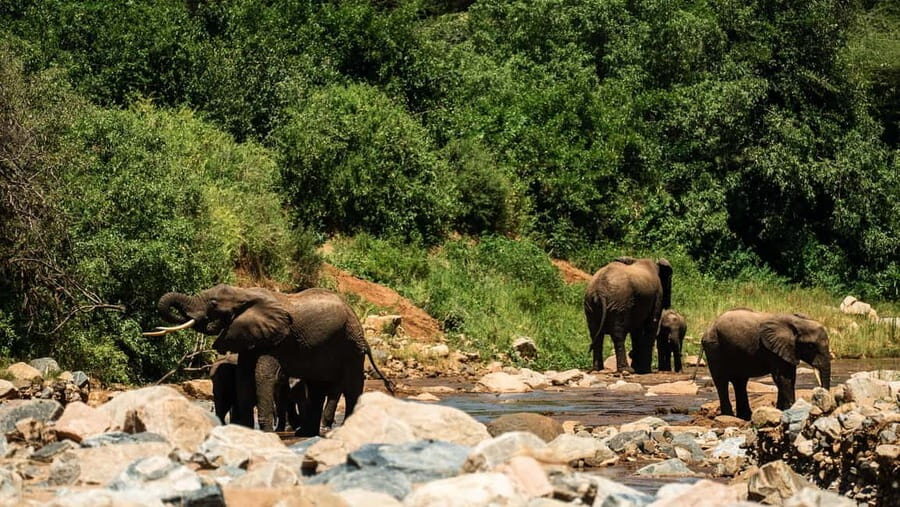 From Arusha: Day Trip to Lake Manyara National Park - Traveler Feedback and Authentic Insights