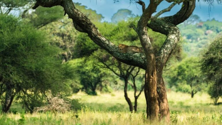 From Arusha: Guided 1 Day Tarangire National Park safari - Final Thoughts: Who Is This Tour Best For?