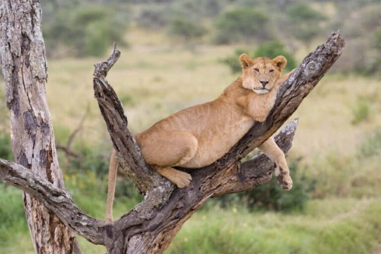 From Arusha: Lake Manyara National Park Day Trip - The Sum Up: Is It Worth It?