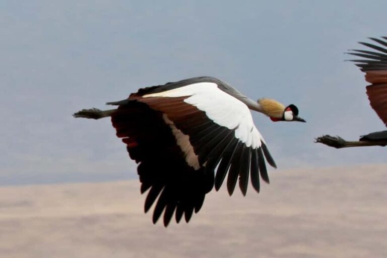 From Arusha: Lake Manyara & Ngorongoro Crater 2-Day Tour - The Sum Up: Who Is This Tour Best For?