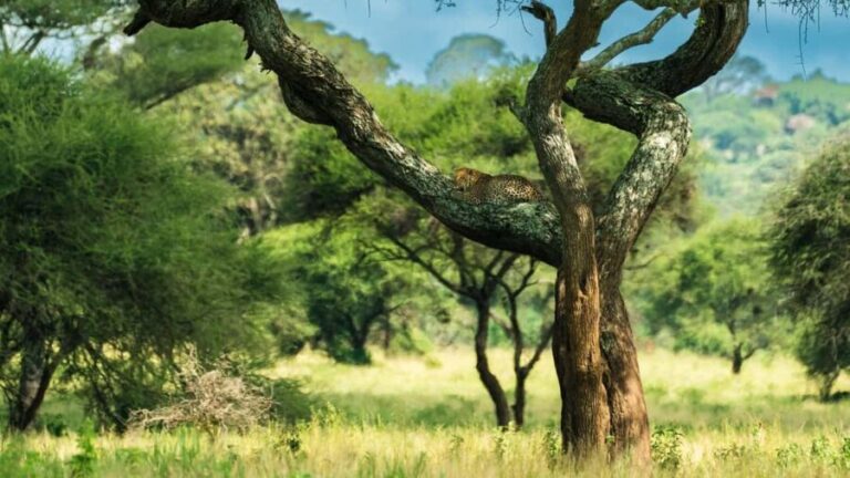 From Arusha to Zanzibar : 11 days From Bush to Beach safari - FAQs