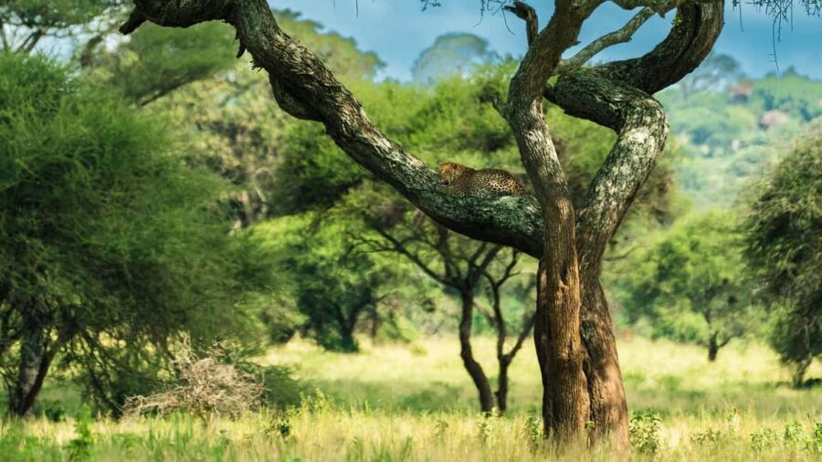 From Arusha to Zanzibar : 11 days From Bush to Beach safari - FAQs